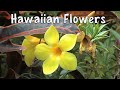 Flowers of hawaii  a visual documentary   stunning tropical plants and flowers of hawaii