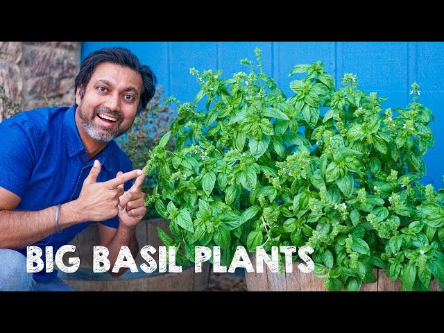 5 Tips to Grow Big Bushy Basil Plants class=