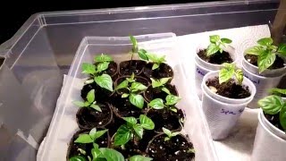 Bhut Jolokia (Ghost Pepper) and Trinidad Scorpion hot pepper indoor organic grow season 1.1