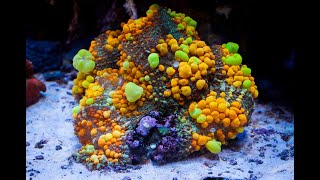 The World's Most Expensive Coral