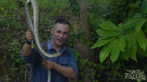 African Rock Python: Zilla Beyond the Glass -- Season 2, Episode 12