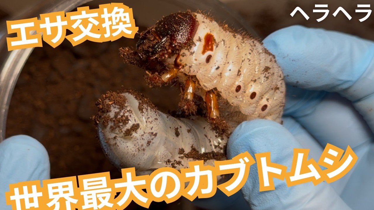 世界最大のカブトムシのマット交換