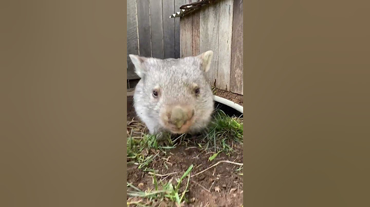 Funny wombat.абавный вомбат | Nature of world