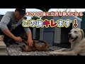 親方がアジトに侵入!群団長としての猟犬カシンの成長とアスカの素質が垣間見える瞬間。