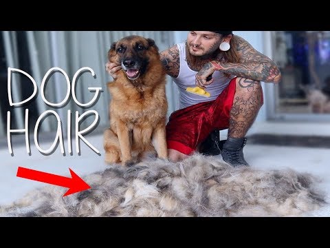 my-german-shepard-sheds-so-much!-the-best-shed-brush-for-dogs-|-tyler-nolan