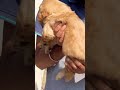 mujhe bi kr do viral @Petzz_world #shorts #viral #500subs #cutepuppy #goldenretriever #tranding