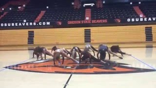 Oregon State Dance Team - Burlesque