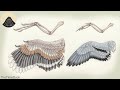 How Bird Wings came from Dinosaurs