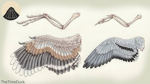 How Dinosaur Arms Turned into Wings