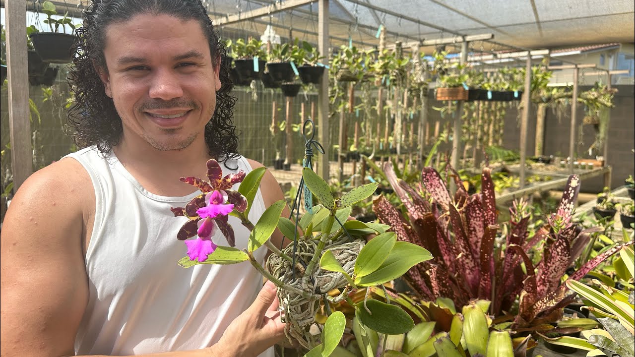 Primeira orquídea florida no meu orquidário em 2026!!!