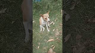 Amazing Village Dog Talent | Smart Pet Dog Shorts #Dog #shorts #Smith AMB Life