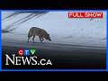 Coyotes hunting in northern Ont. neighbourhoods | CTV News Northern Ontario at Six for Jan. 9, 2026
