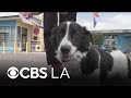 LA County encouraging pet adoptions after nearly 300 dogs, cats rescued from Lake Hughes property