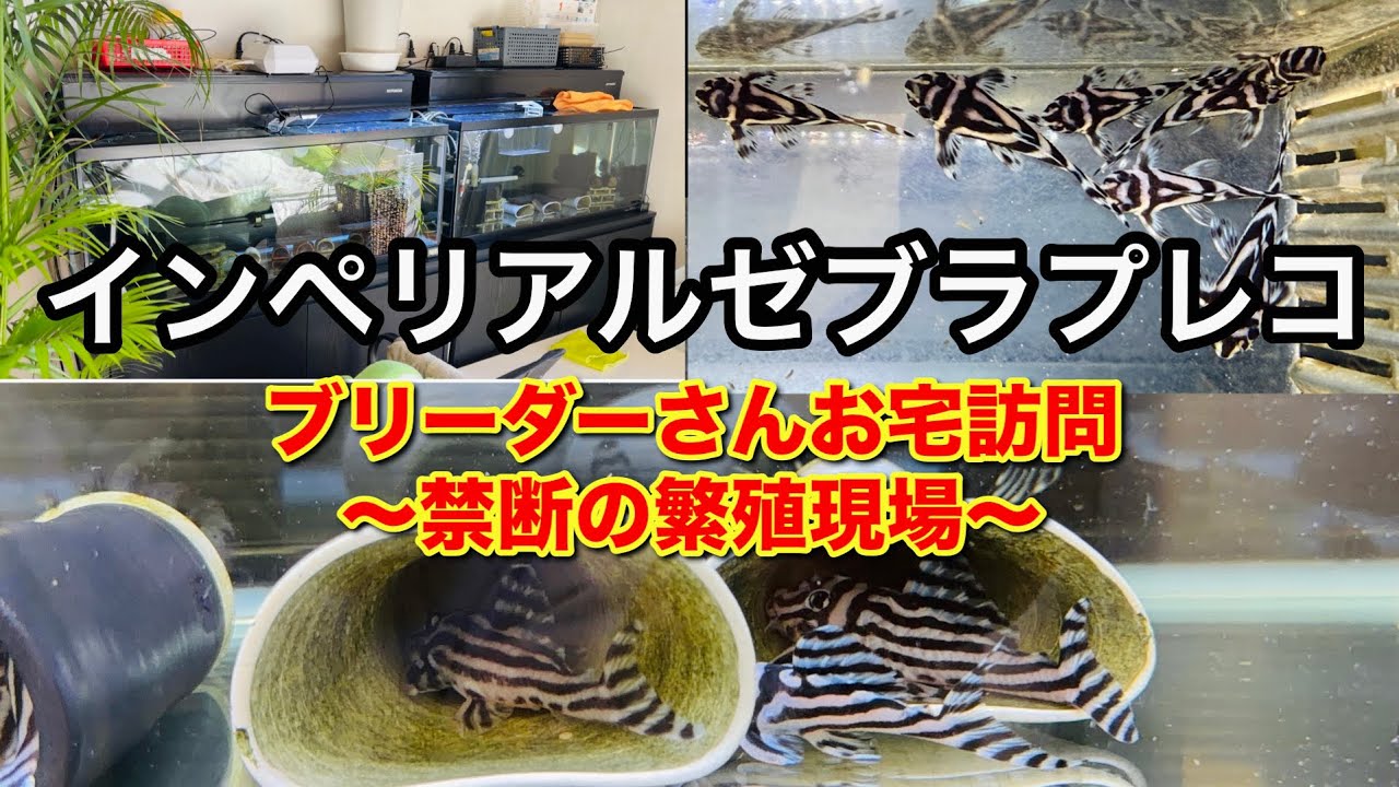 インペリアルゼブラプレコの聖域──国内トップブリーダーさんのお宅訪問