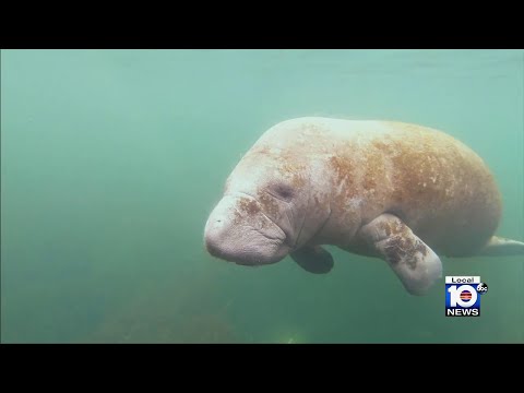 Eco Hero team travels to Crystal River to see how innovative program is saving Florida’s manatees