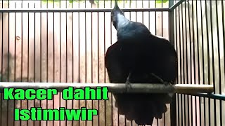 suara kacer dada hitam gacor ini bikin lacer lain emosi