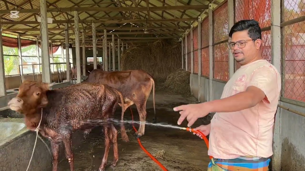 ২৮/২/২০২৬ এই বছর প্রথম একটা গরু বিক্রি করছি ।