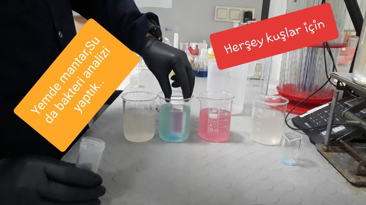 Kanarya Yem ve Suda Mantar ve bakteri analizi ve pan zehir