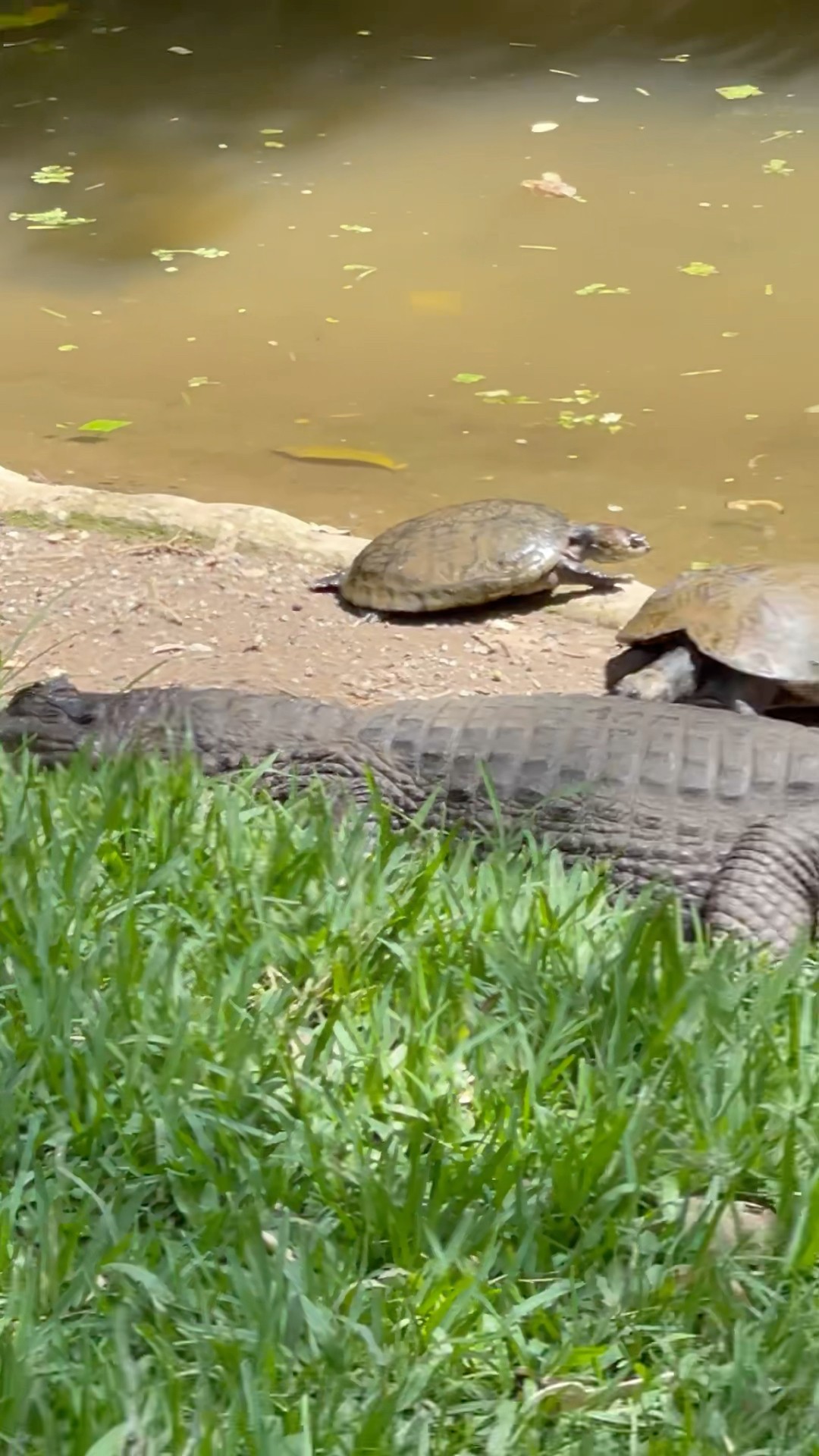 Alligator Near Turtles