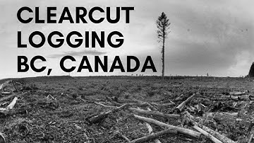 Flying a Clearcut Logging site in BC, Canada