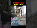 野良猫の一日に密着してみた