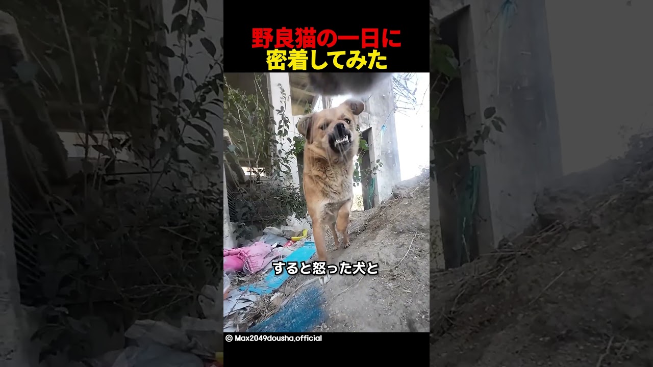 野良猫の一日に密着してみた