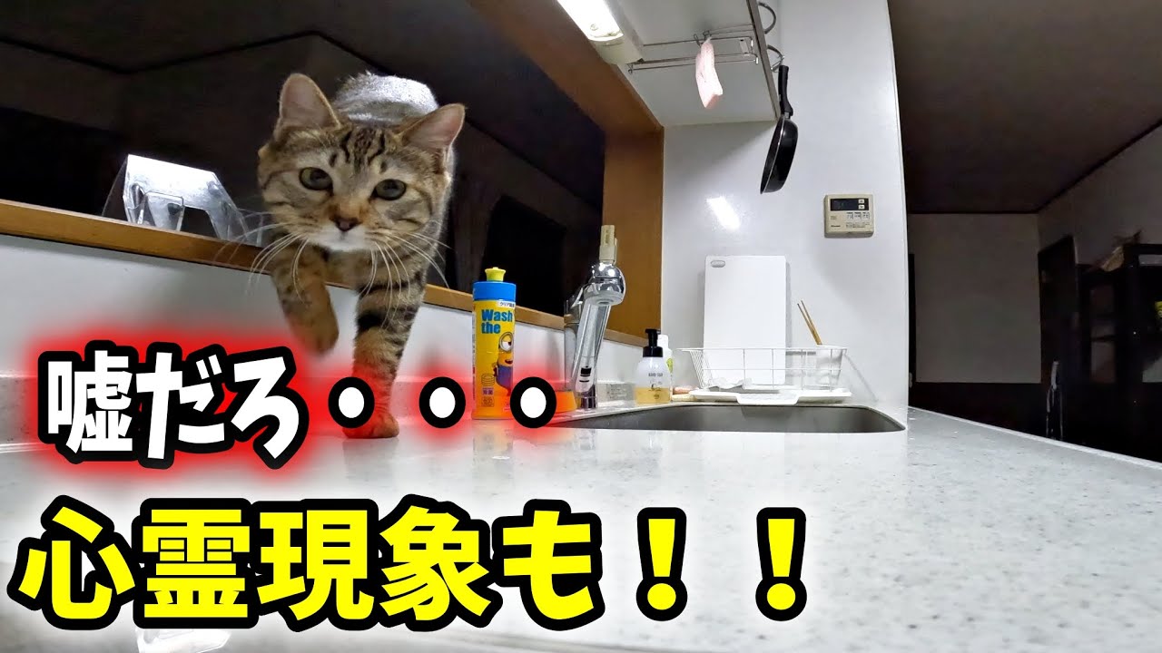 心霊 現象 gif