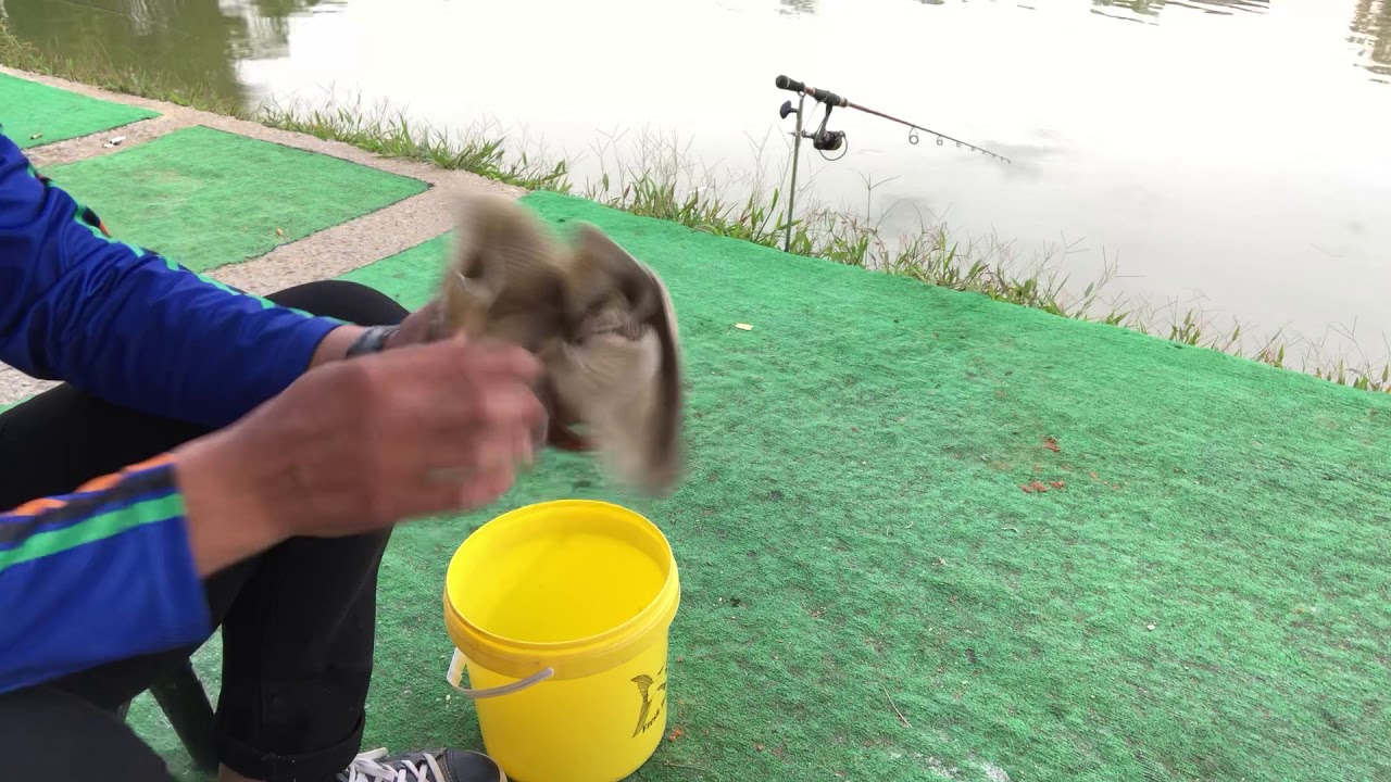 Umpan Roti Gardenia + Greenbait Soya