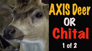 Axis Deer Taxidermy. Part 1. Chital Taxidermy. Art Of Taxidermy.