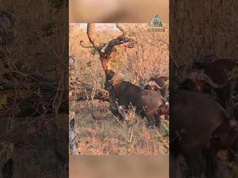 Буйволы загнали львенка на дерево.Buffalos drove lion cub up a tree.