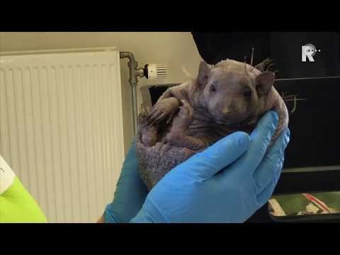 Blote egeltje Five is Dier van het Jaar 2019