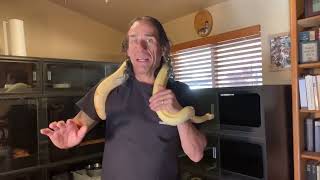 Animal Plastics Set-Up and Review
