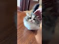 cute kitten #cat #kitten #cute