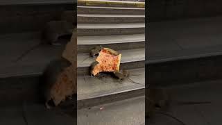 🇷🇺 взрывы в Челябинске сегодня? Даже в новостях… Moscow Pizza Rat всё ещё жив 🍕🐀