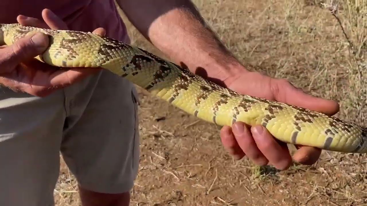 Cooked Python Cameroon Hunting Giant Pythons and Cooking Ancient Way - Surviving in the Wild ...