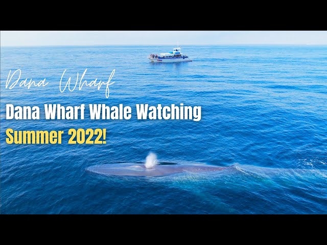 Dana Wharf Whale Watching Summer Highlights 2022! 