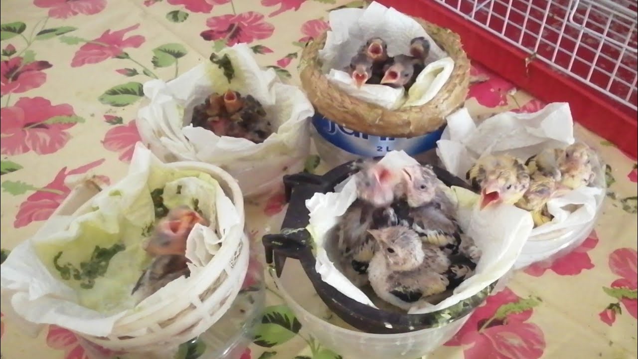 اطعام فراخ طفرات الحسون