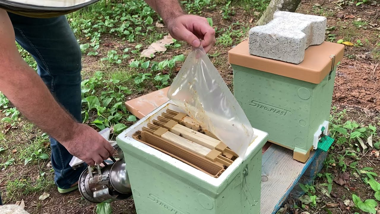 Kaliteli ana arı üretmenin sırrı