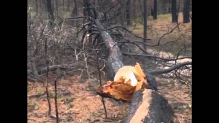 Black Forest Fire Recovery