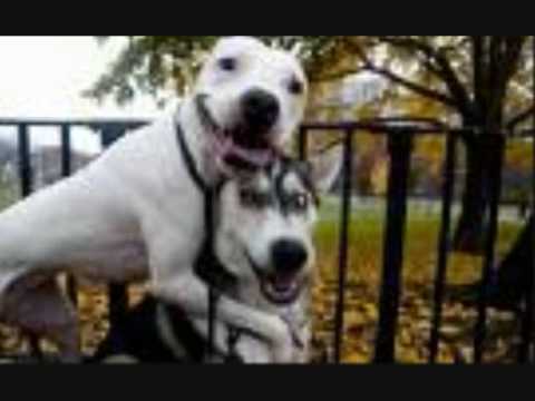 Try To Watch Without Laughing