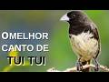 O MELHOR CANTO DE PAPA-CAPIM TUI TUI ZEL ZEL POR 5 HORAS