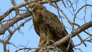 036 01 Tawny Eagle 230115 Kidepo NP Uganda