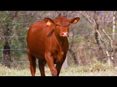 LOTE 92 - GRAMA 7244