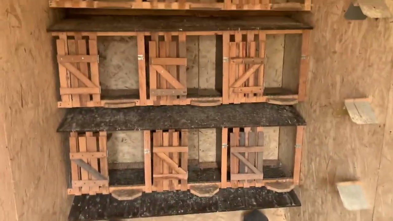 Чистота залог здоровья )молодые Ленинаканские голуби ##