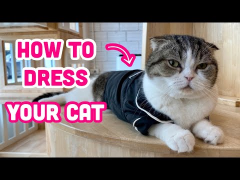 Video: How To Tie A Cat's Clothes