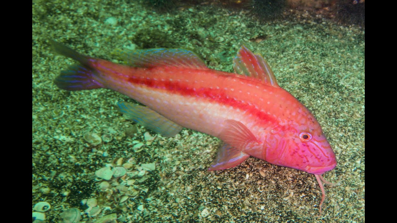Goatfish