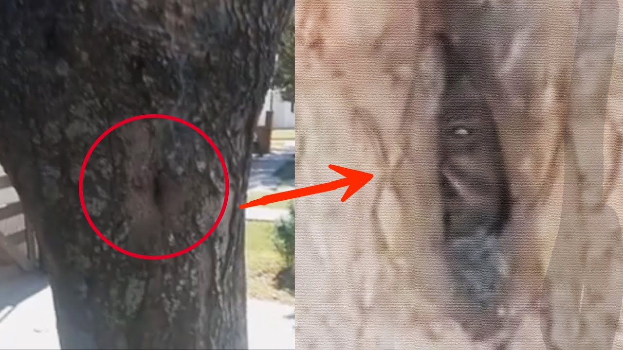 Córdoba: filmaron un supuesto duende en un árbol y se hizo viral