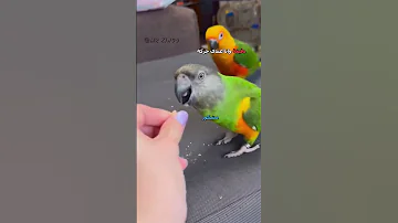 ببغاء يتكلم مدبلج دبلجة مضحكة ضحك اكسبلور السعودية My Kingo كوميديا دوبلاج ببغاء Funny 