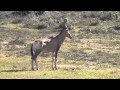 Lion at Waterhole with Red Hartebeest nearby wanting to have a drink at Addo Elephant Park