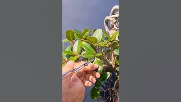 Bonsai, how to reduce leaf size on a  Ficus. #bonsai #cascade #nature #bonsaitree